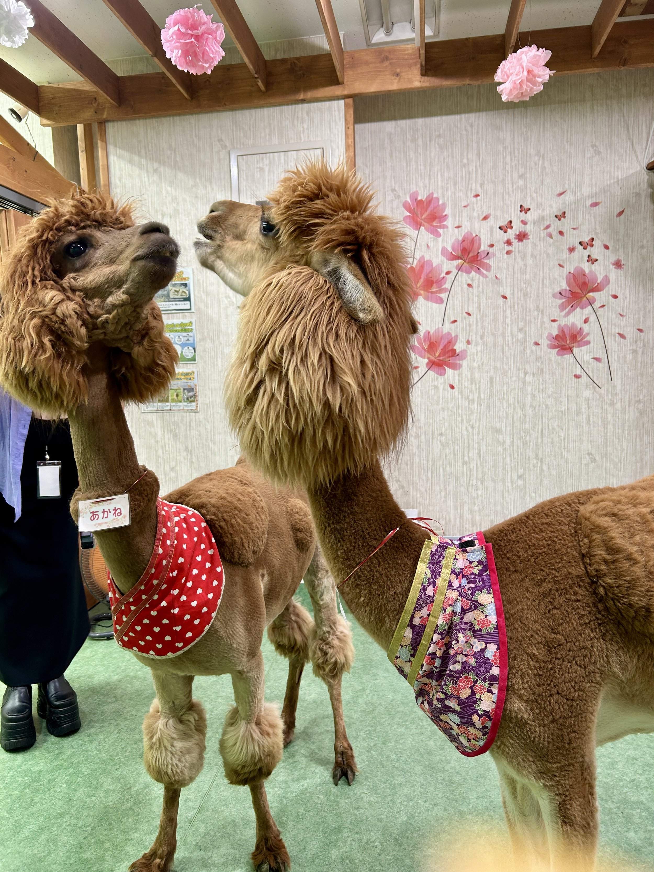 🐾 교감 동물원(후레아이 도부츠엔)